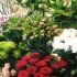 Грижи за стайните и градинските цветя през пролетта