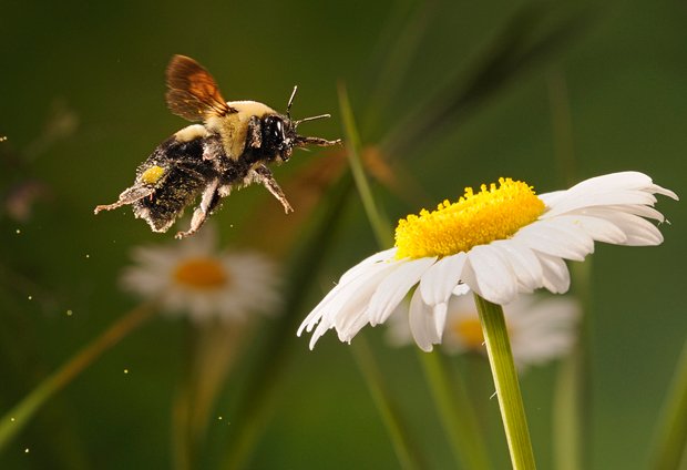 пчелен прашец