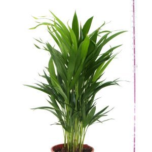 Areca catechu Wikimedia Commons