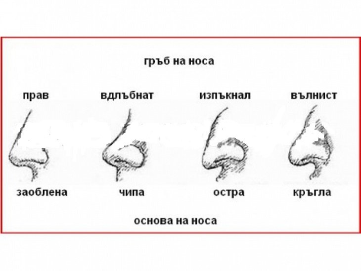 Мочки ушей о чем говорят. Формы носа. Типы носа. Типы Носов. Формы Носов.