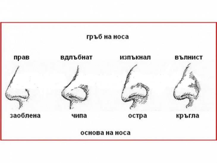 Какой нос будет у ребенка. Типы носа. Формы носа. Формы Носов. Типы формы носа.