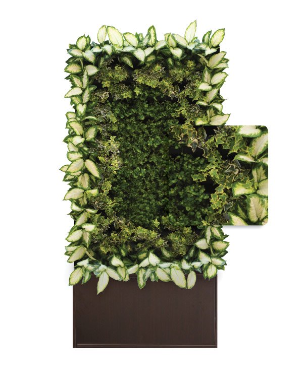 жива стена със зелени растения