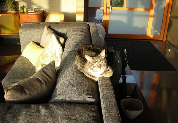 диван подходящ за дом с домашен любимец