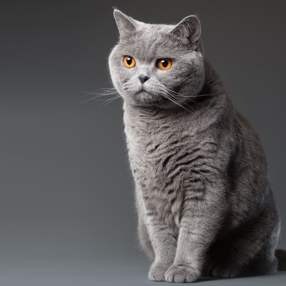 Кошки Британской Породы Характер Фото