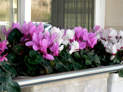 Kak Se Otglezhda Ciklama Za Zhenata