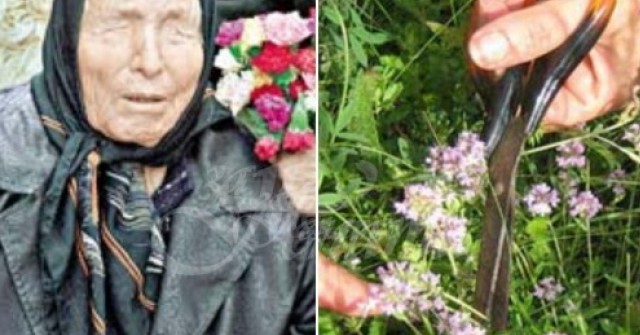 Билките на Ванга за лечение на зачервено гърло и кашлица, запек, заушка ...